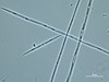 Photo of Pseudo-nitzschia spp. (large-celled)